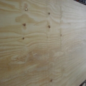 Comp Pinus B