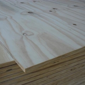 Comp Pinus B1